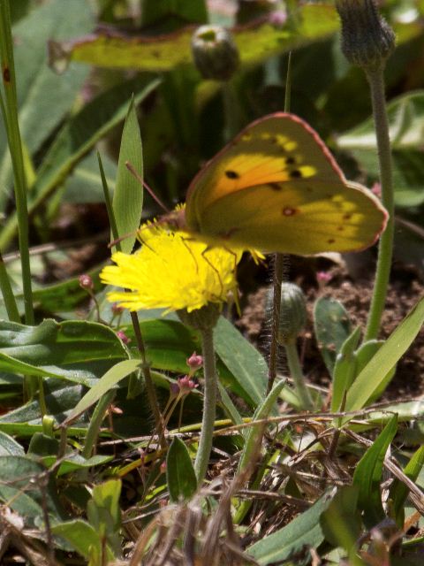 Orange Sulphur, Johns River Road, Blowing Rock